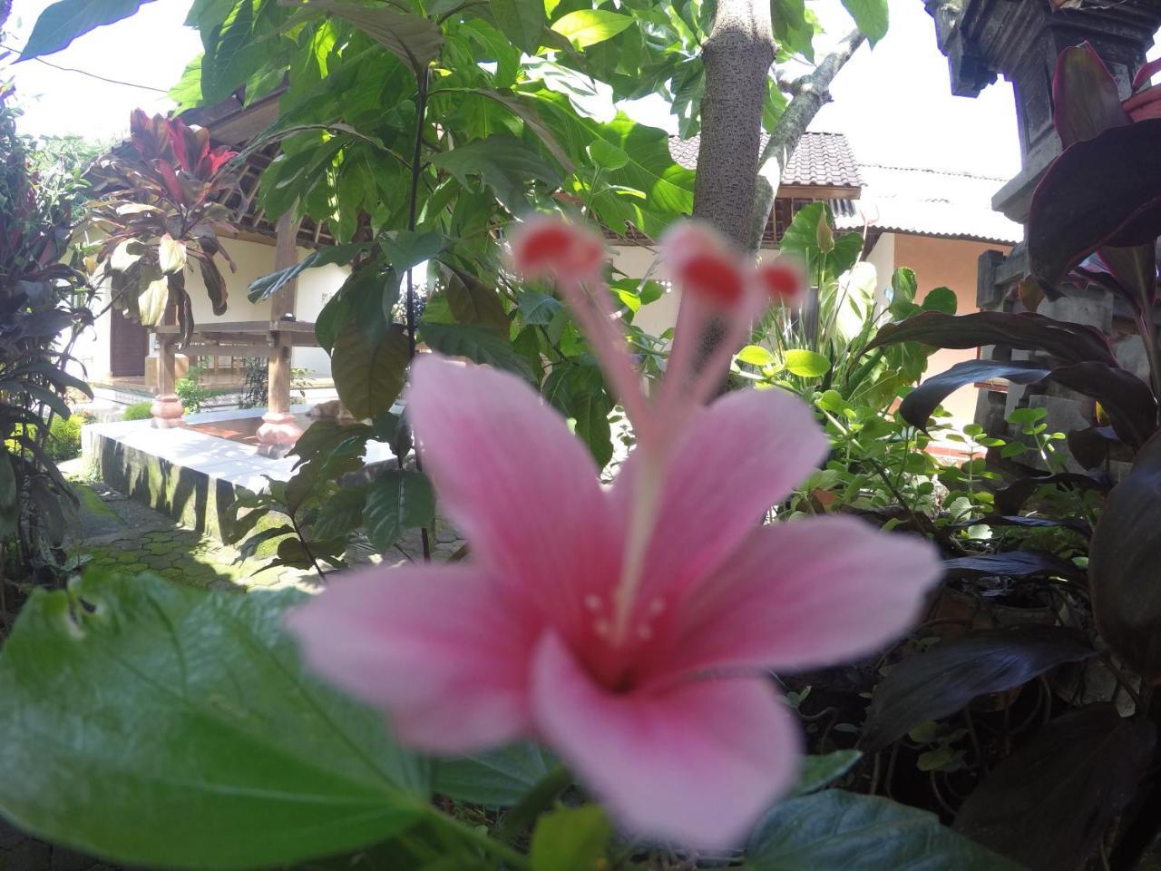 Dipa Home Stay Ουμπούντ Εξωτερικό φωτογραφία